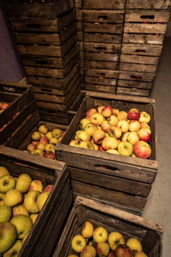 Äpfel aus Dornum und Ostfriesland