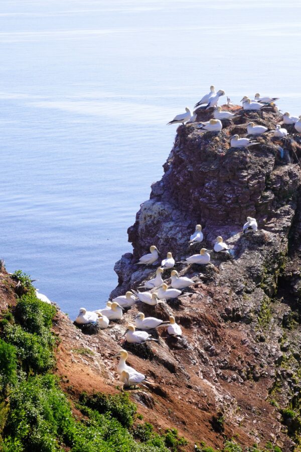 helgoland dornum nordsee 2