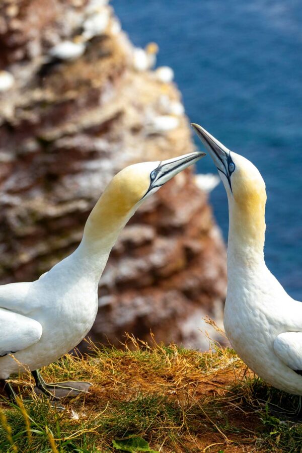 helgoland dornum nordsee 3 2