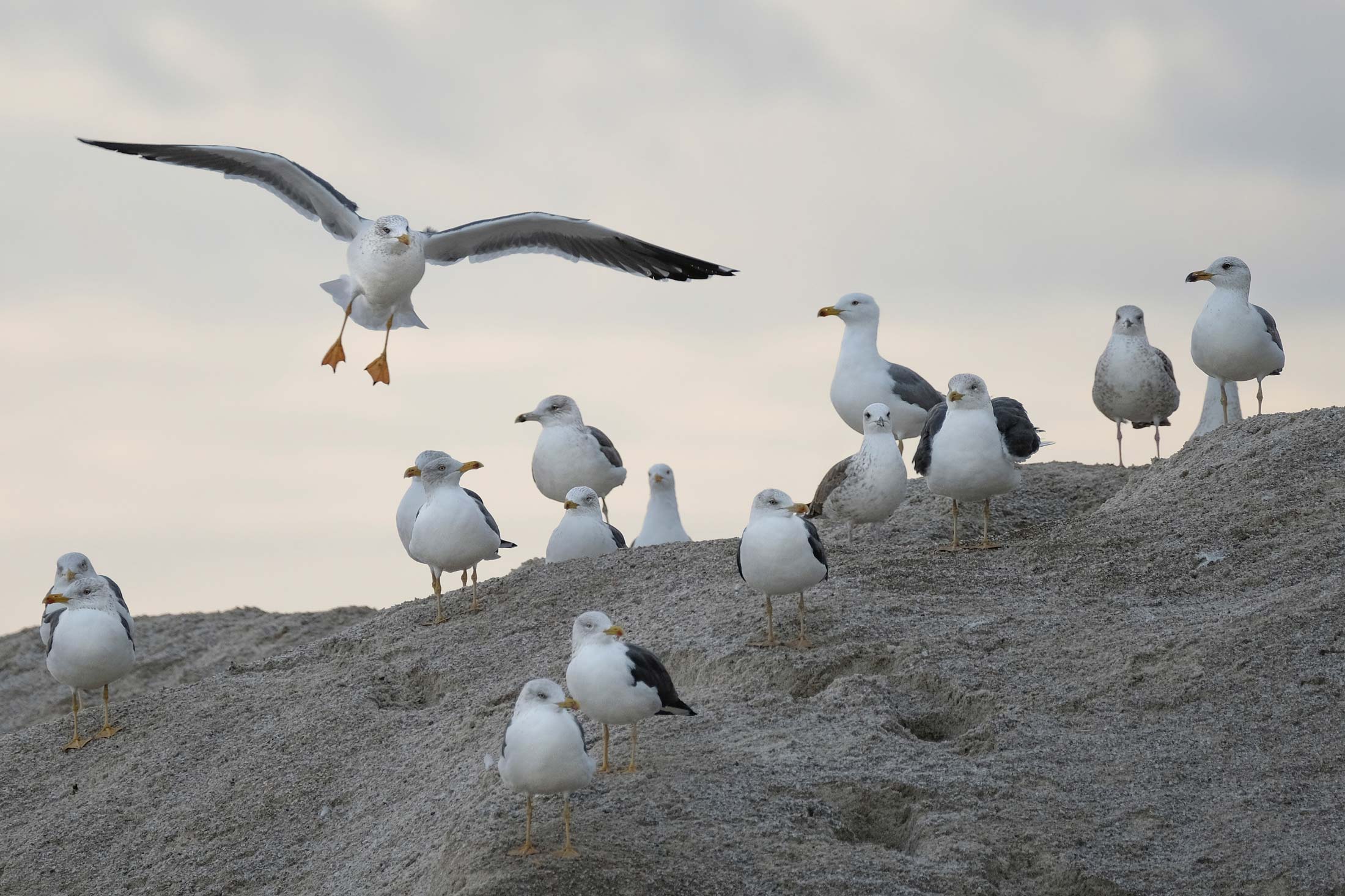 Möwen am Strand der Nordsee