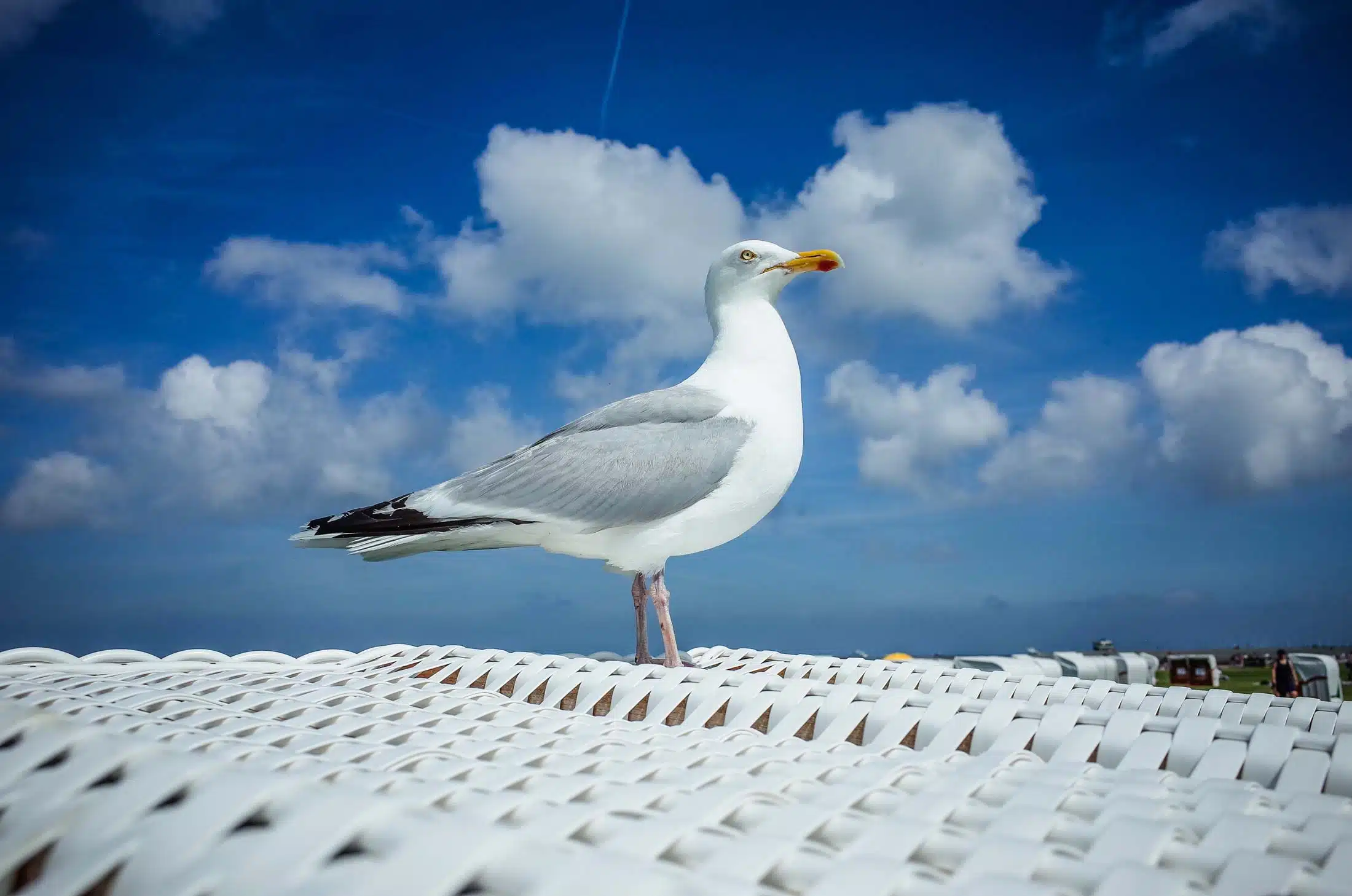 Möwe am Strand der Nordsee