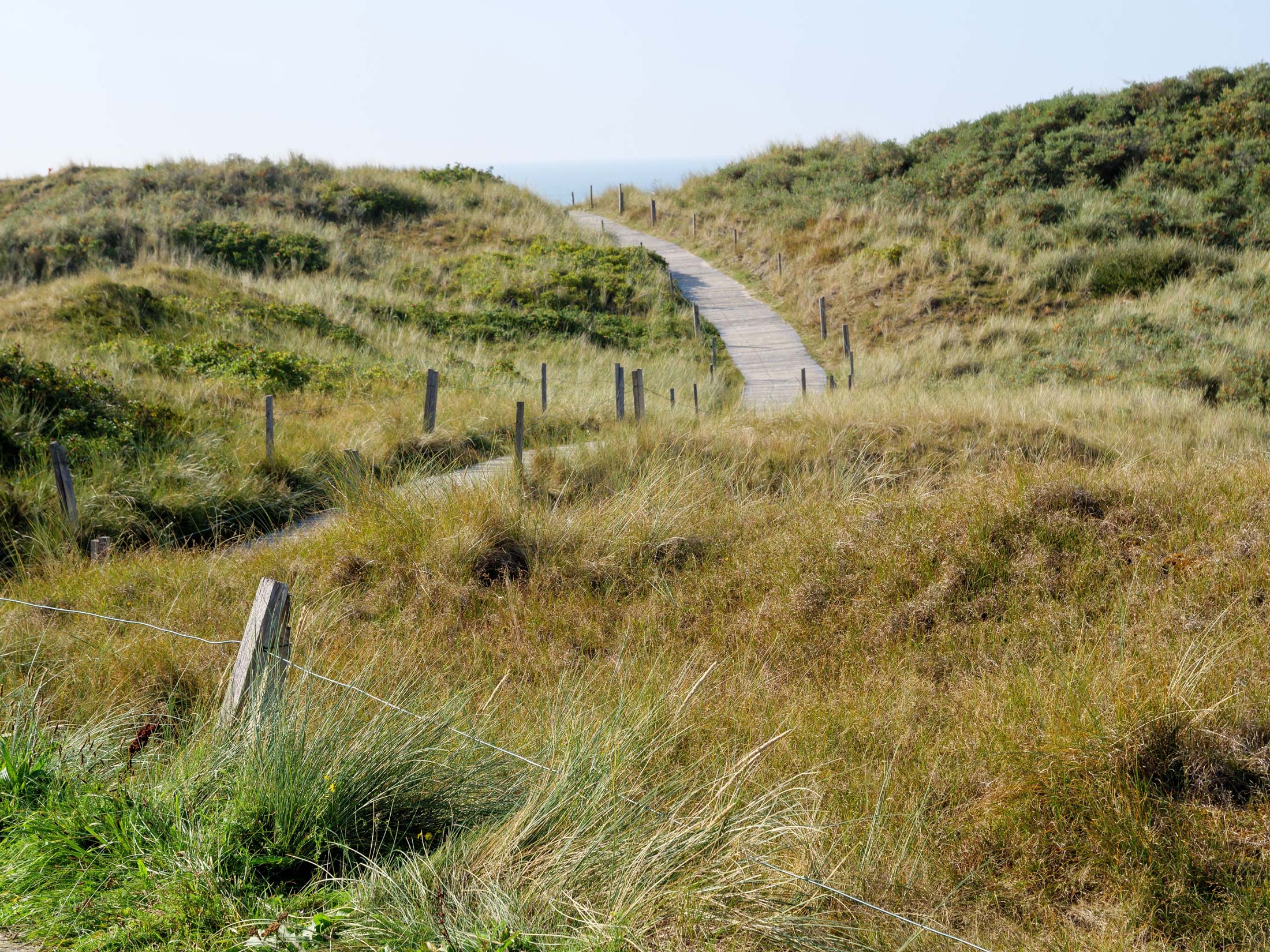 Dünenweg durch die grasbewachsenen Dünen von Spiekeroog mit Blick aufs Meer Dünenweg durch die grasbewachsenen Dünen von Spiekeroog mit Blick aufs Meer